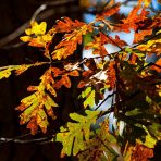 Up Close with Spartanburg’s Fall Foliage